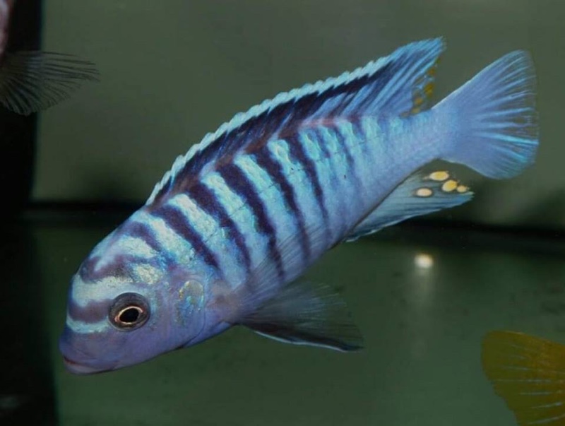 Maylandia phaeos 'Hai Reef'